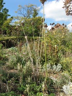 East Lambrook Manor Garden